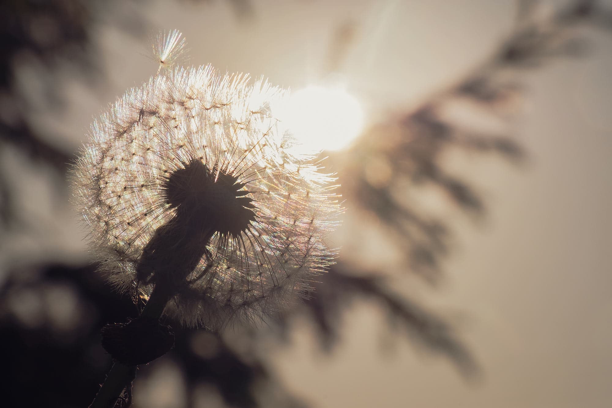 Dandelion with sun