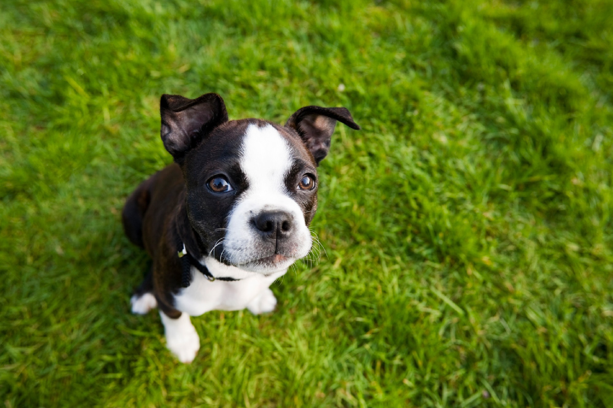 Black and white puppy looking up at camera